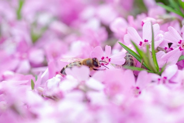 Pszczoła miodna zbiera nektar i pyłek z Phlox subulata, pełzający phlox, mchu phlox, mchu różowy lub górski phlox. Roślina miodowa latem na alpejskim kwietniku. Skupienie selektywne - Zdjęcie, obraz