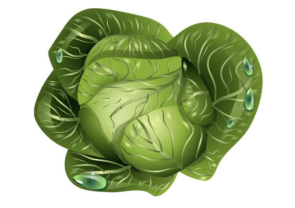 cabbage with drops of water - Vector, Image