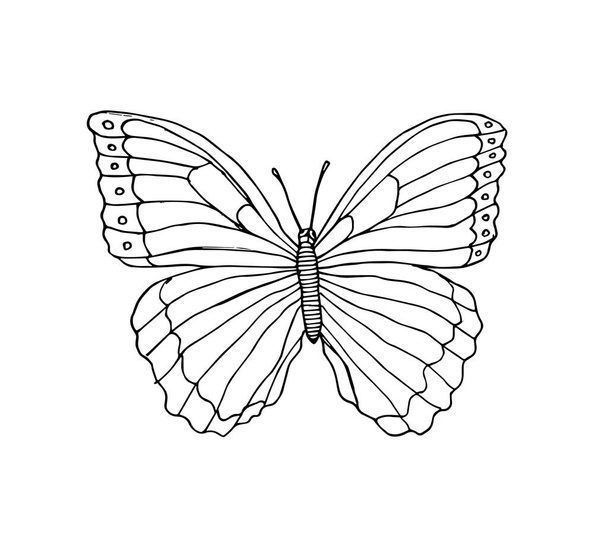 vector illustration of a butterfly - Vettoriali, immagini