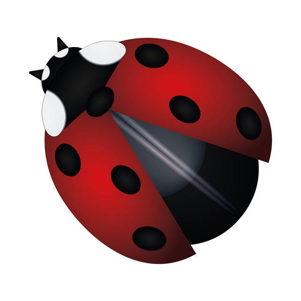 Isolated red ladybug image - Vektör, Görsel
