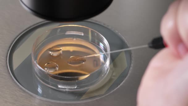 Επιστήμονας τοποθετώντας το έμβρυο σε σταγόνα κρυοπροστατευτικού - Πλάνα, βίντεο