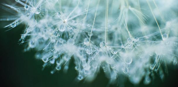 Beautiful dew drops on a dandelion seed macro. Beautiful soft blue background. Water drops on a parachutes dandelion. Copy space - Photo, Image