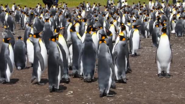 Königspinguine in einer Kolonie, Volunteer Point, Falklandinseln. Mit Audio. Handkamera. - Filmmaterial, Video
