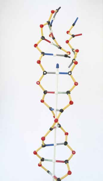 DNA Model - 写真・画像