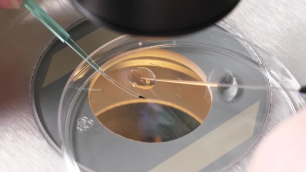Werkzaamheden van embryoloog onder microscoop - Video