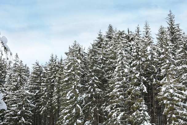Picturesque view of snowy coniferous forest on winter day, low angle view - Foto, Bild
