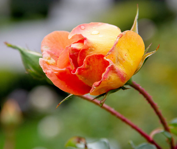 widok z Rose Pat Austin angielskiej róży - Zdjęcie, obraz