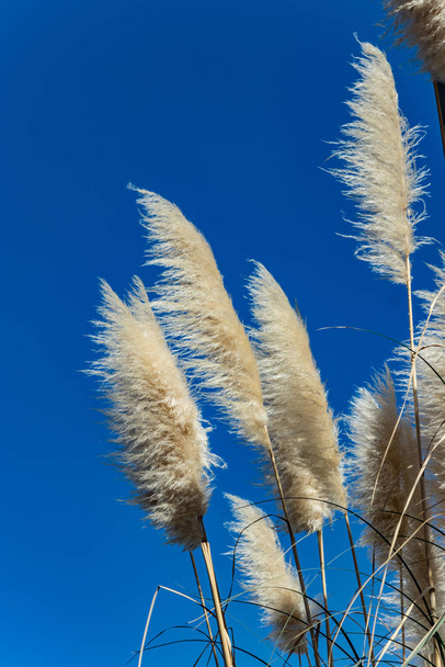 Reed stalks in bright warm sunny swing in the wind, isolated against a clear blue sky. - Photo, Image