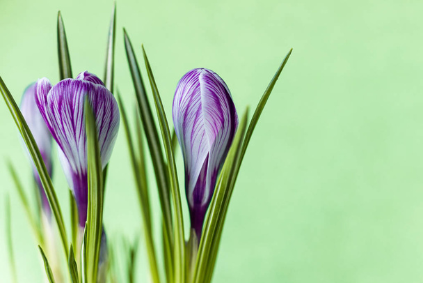 Geniş Crocus sativus C. vernus çiçekleri açık yeşil arka planda açık yeşil kartpostallar, doğum günü tebrikleri, Sevgililer Günü, Sevgililer Günü. Uzayı kopyala Yakın plan. - Fotoğraf, Görsel