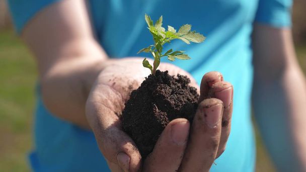 viljelijä pitää kädessään pientä ituja istutettavaksi maahan. taimi käsissä lähikuva. ympäristöystävällinen planeetta. puutarhurit kädet pitää vihreä taimi niiden kämmenissä
 - Valokuva, kuva