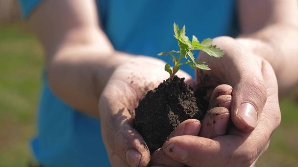 farmer holds in his hand a small sprout for planting in ground. seedling in hands closup. environmentally friendly planet. gardeners hands hold green seedling in their palms - Photo, Image