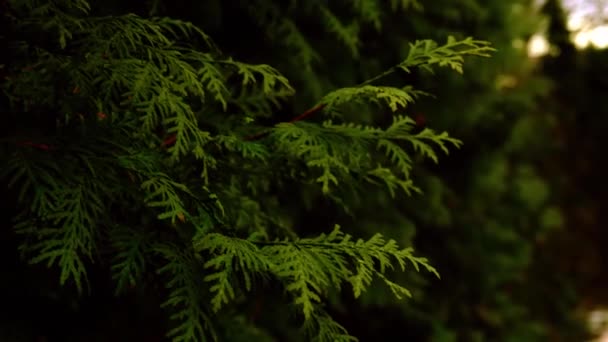 Branches with green needles of conifer swaying in the wind close-up - Záběry, video