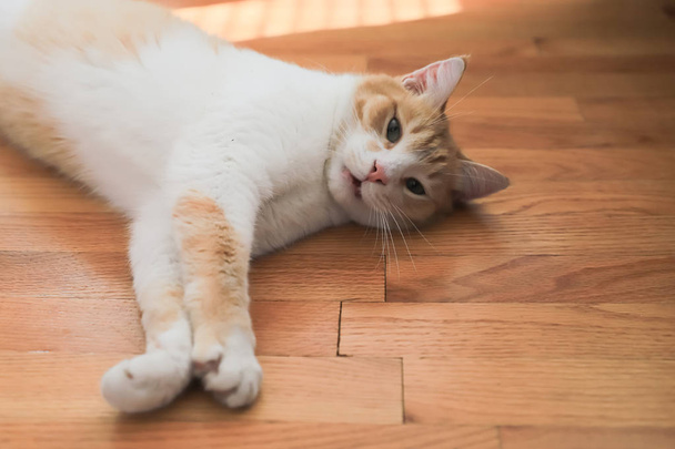  Вид крупным планом милой кошки лежит на паркетном полу в гостиной
 - Фото, изображение