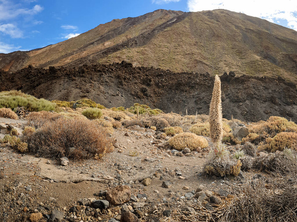 Красивый ландшафт сухих растений и цветов таджинасте на склоне вулкана
 - Фото, изображение