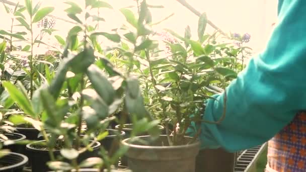 若い女性の庭師は、温室で慎重に手で鍋に緑の植物の苗の乾燥葉を切り取ります. - 映像、動画