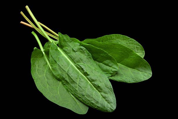 Rumex leaf closeup isolated on black background - Photo, Image