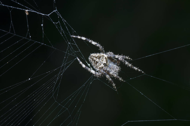 κοντινή λήψη της αράχνης argiope web - Φωτογραφία, εικόνα