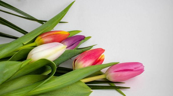 Bouquet of colored tulips on a white background. Spring flowers. Colored tulips, Lovely tulip flowers composition. Valentines Day or Mothers day. International Womens Day March 8. - Zdjęcie, obraz