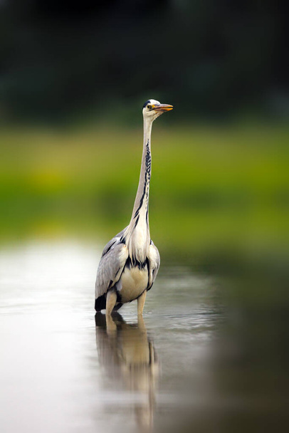 The grey heron (Ardea cinerea) standing in the water. A large heron with  green background. Great heron in shallow water. - Foto, Bild