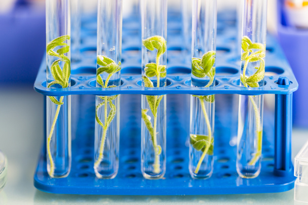 Biotechnology and laboratory research on organic plant cultivation. - Photo, Image