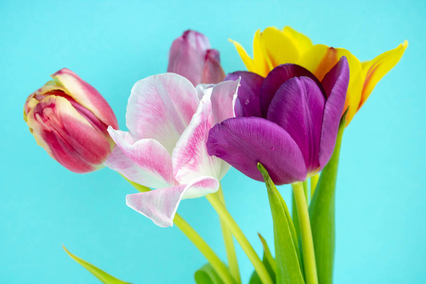 Ramo de tulipanes de colores sobre un fondo azul. Flores de primavera. Tulipanes de colores, preciosa composición de flores de tulipán. Día de San Valentín o Día de las Madres. Día Internacional de la Mujer 8 de marzo
. - Foto, Imagen