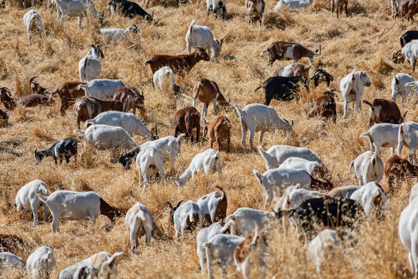 Goats chew through flammable grass on hill to prevent brush fire and keep wildfire risk down. Environmentally friendly brush control and wildfire prevention by grazing goats. - Photo, Image