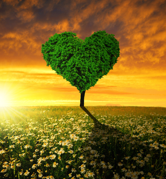Árbol en forma de corazón - Foto, imagen