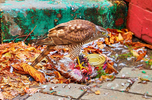 Πεινασμένο γεράκι τρώει νεκρό κοράκι στην οδό Μόσχας - Φωτογραφία, εικόνα