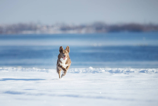 Border Collie perro en invierno
 - Foto, Imagen