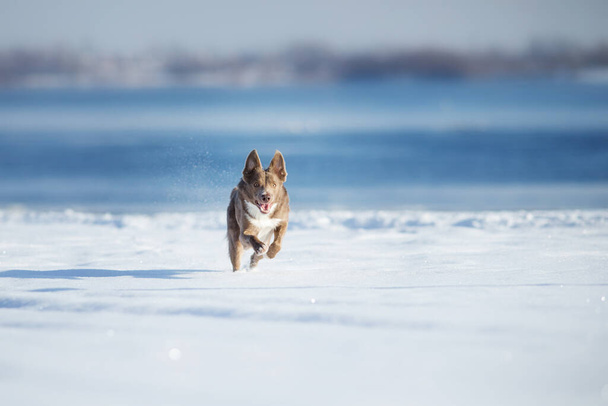 Border Collie Hund im Winter - Foto, Bild