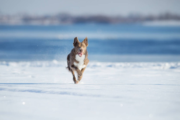Σύνορα σκυλί Collie το χειμώνα - Φωτογραφία, εικόνα
