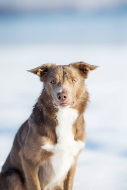 冬のボーダーコリー犬 - 写真・画像