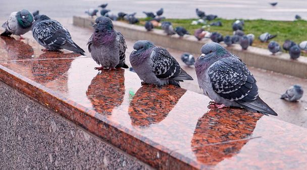 Ospalí městští holubi na mokré žule moskevského vchodu do metra s deštivými odrazy - Fotografie, Obrázek