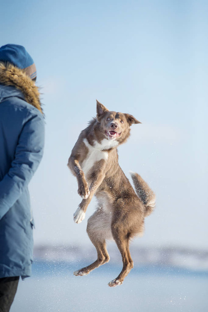 Border Collie koira talvella
 - Valokuva, kuva