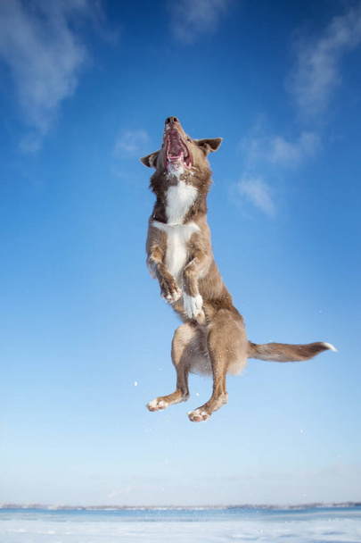 Border Collie perro en invierno
 - Foto, imagen