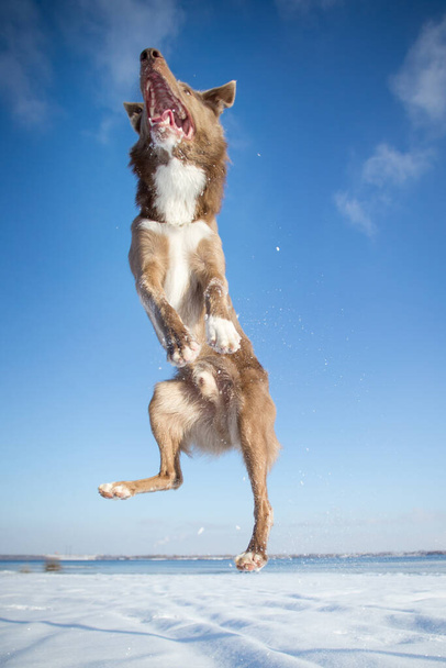 Σύνορα σκυλί Collie το χειμώνα - Φωτογραφία, εικόνα