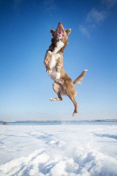 Border Collie Hund im Winter - Foto, Bild