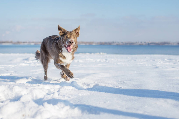 Прикордонний собака Коллі взимку. - Фото, зображення