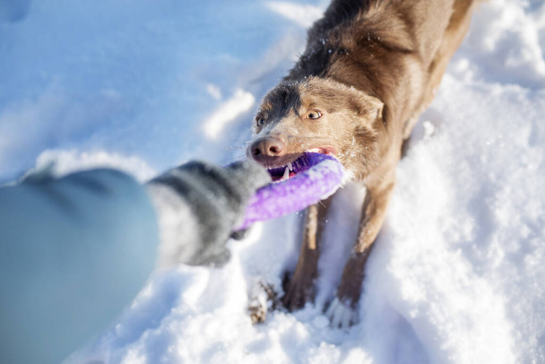 Kışın Sınır Köpeği Collie - Fotoğraf, Görsel