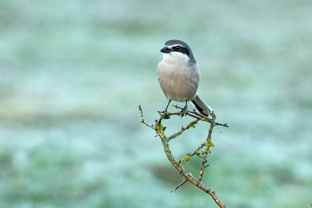 Adult male of Southern grey shrike with the first lights of the day, birds, raptor, Lanius meridionalis - Fotoğraf, Görsel