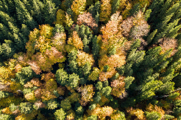 Top down aerial view of green and yellow autumn forest with many fresh trees. - Fotoğraf, Görsel