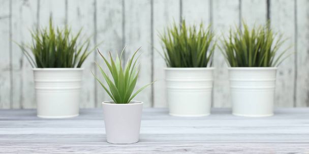 Home plant in pots on the background of wooden boards - Foto, Bild