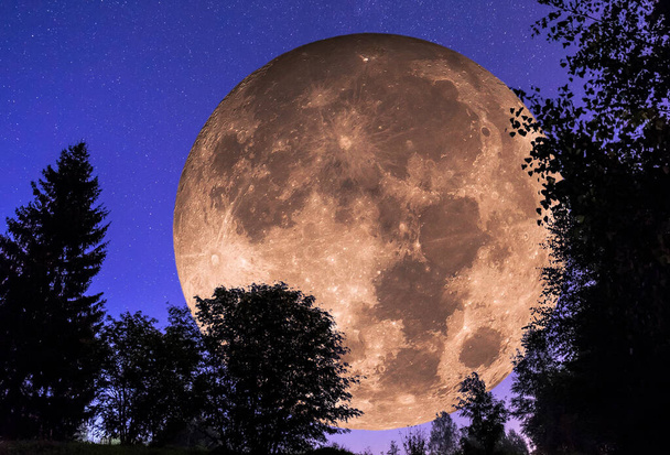 collage lunar de las plantas nocturnas contornos y protagonizada por el cielo oscuro
  - Foto, Imagen