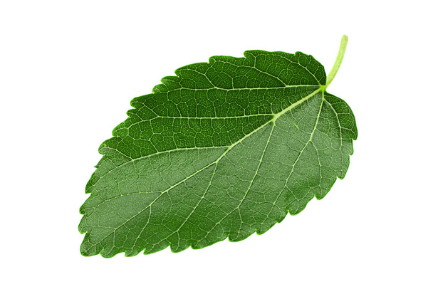Mulberry leaf closeup isolé sur fond blanc
 - Photo, image