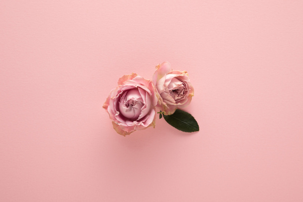 vista superior de flores florecientes de primavera sobre fondo rosa
 - Foto, imagen