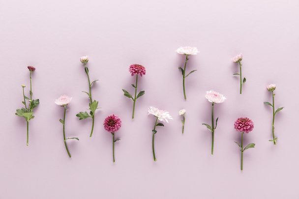 flat lay with blooming spring Chrysanthemums on violet background - Foto, imagen