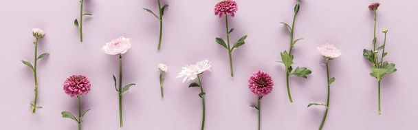 紫色の背景に春の菊が咲くフラットレイ、パノラマショット - 写真・画像