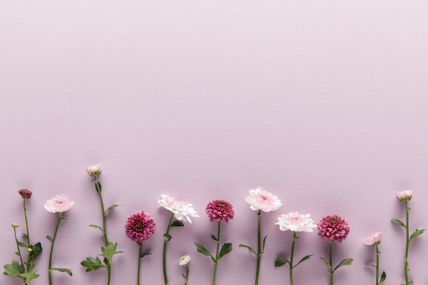 posa piatta con crisantemi primaverili fioriti su sfondo viola con spazio per la copia
 - Foto, immagini