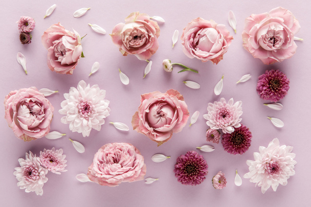 вид зверху квітучої весни Хризантеми і троянди з пелюстками на фіолетовому фоні
 - Фото, зображення