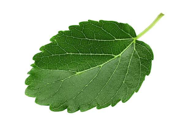 Mulberry leaf closeup isolated on white background - Photo, Image